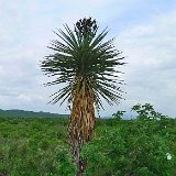 Yucca carnerosana (Real de Minas Viejas, NL, Mexico)
